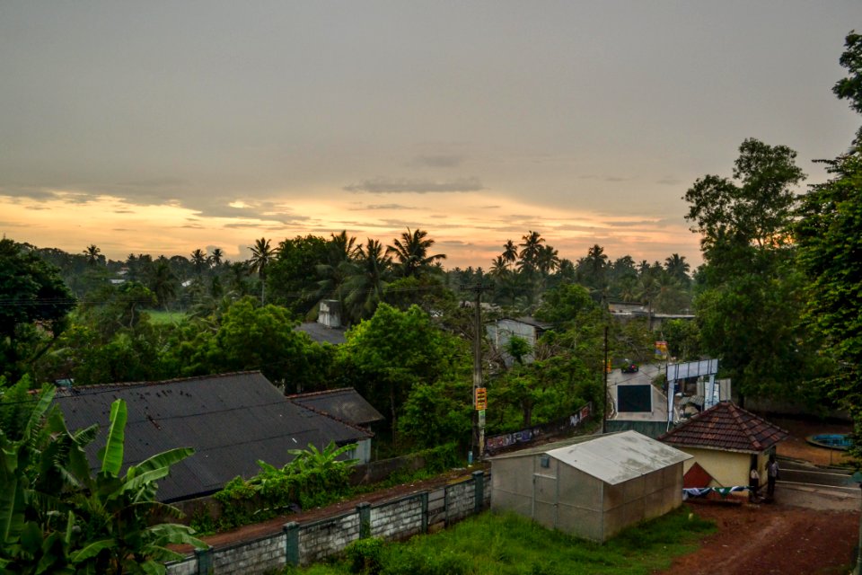 Panadura, Sri lanka, Jungle