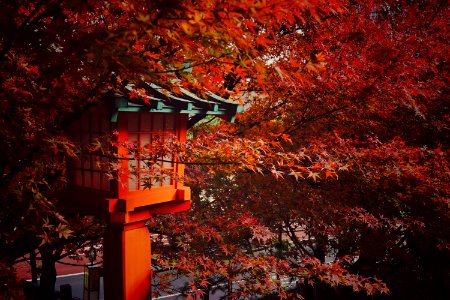 Red maple