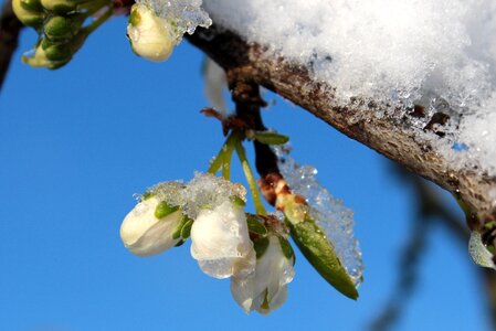 Plum buds branches snow