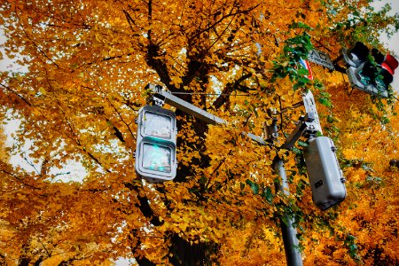 Forest, Autumn, Trees