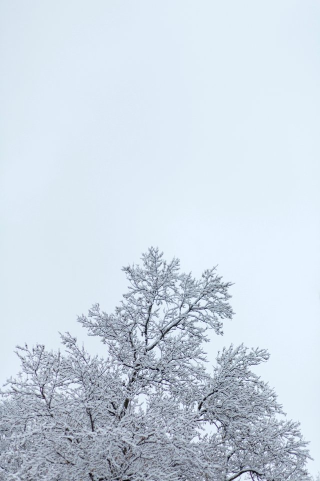 Tree, Weather, Storm