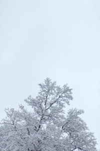Tree, Weather, Storm