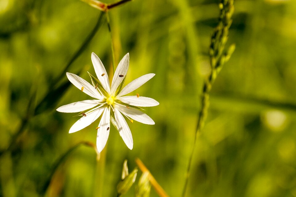 Seeds nature wild flowers