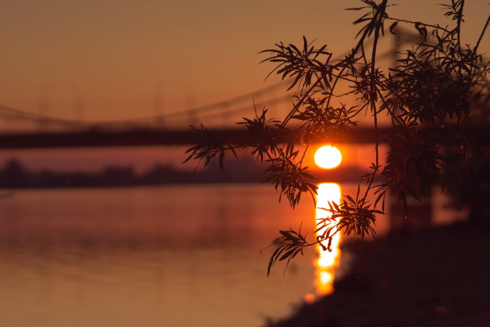 Bridge, Leaves, Trees