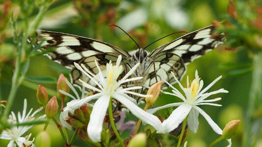 Insects butterfly macro