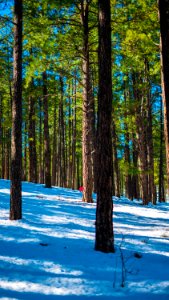 Nature, Forest, Tree photo