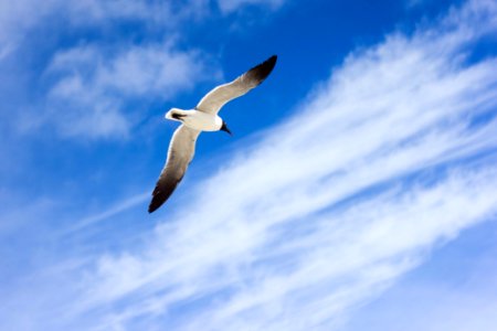 photo of flying white and black bird during daytime photo