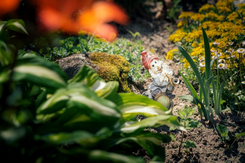 Dwarf, Garden