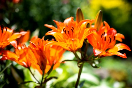 Sunny, Orange, Garden