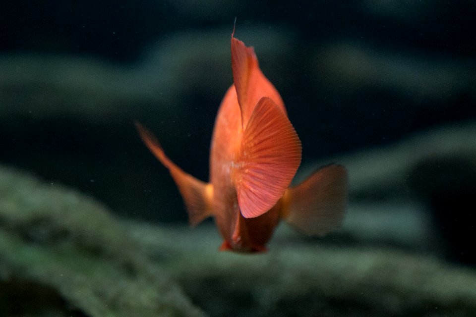 Chicago, Shedd aquarium, United states