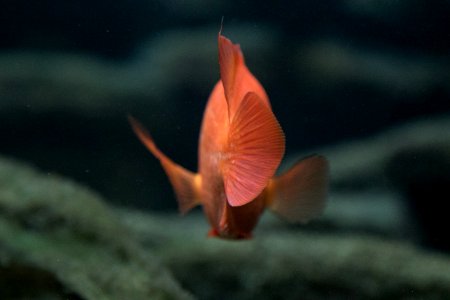 Chicago, Shedd aquarium, United states