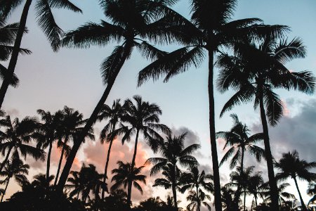 gray scale photography of coconut trees during daytime photo