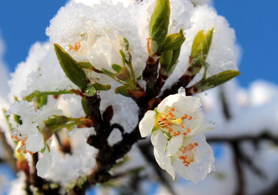 Plum buds leaves flowering stems