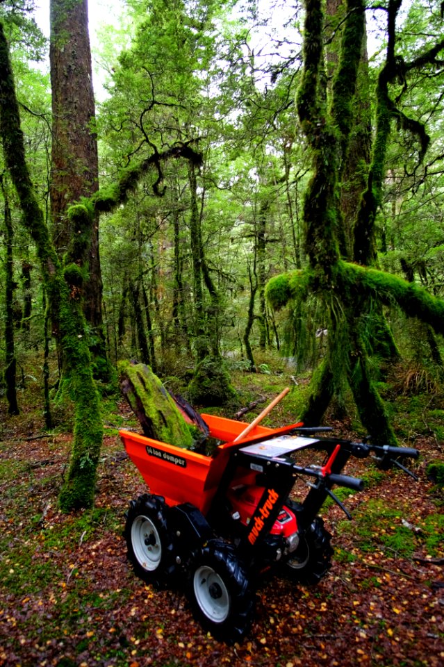 Lake gunn nature walk, Fiordl, National park photo