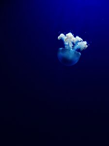 jellyfish under water photo photo