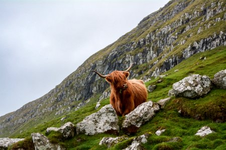 brown ox on mountain photo
