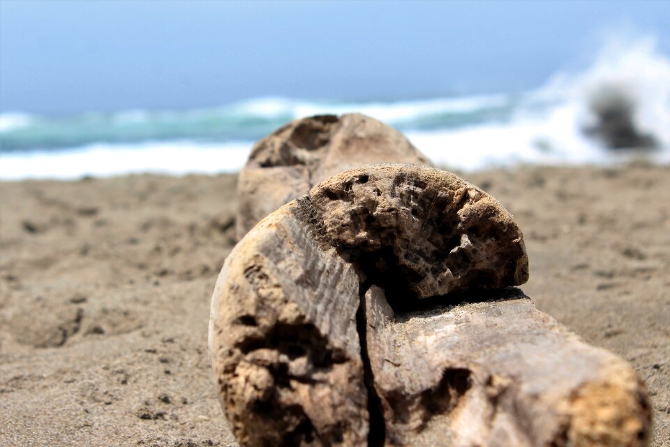 Beach driftwood log