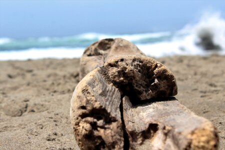 Beach driftwood log
