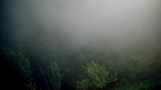 Rain, Mist, Tree photo