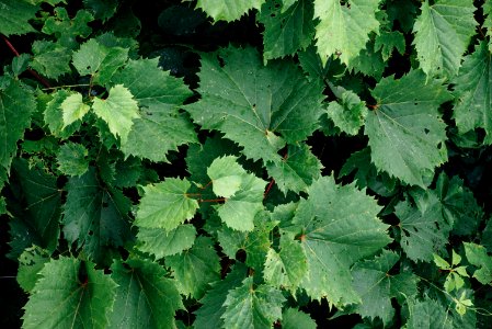 Flint, United states, Leaves