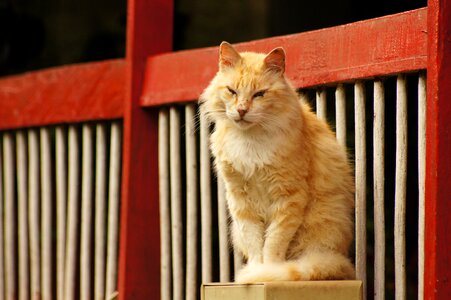 Portrait animal finlandia
