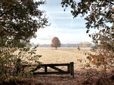 Netherl, Elst, Tree photo