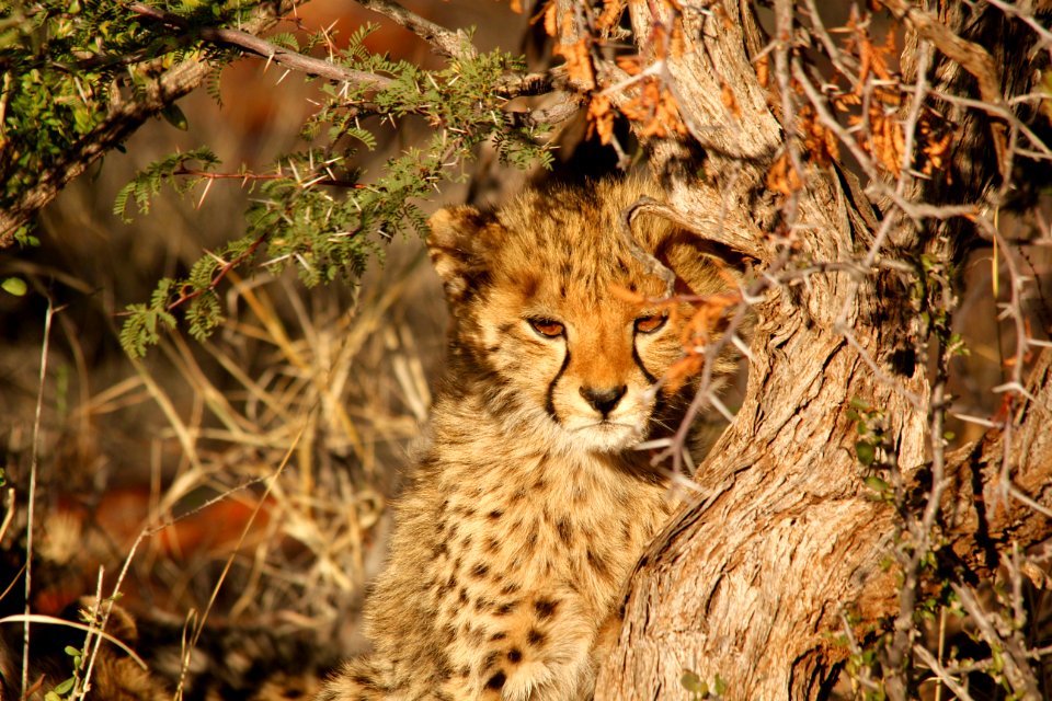 close up photo of feline photo