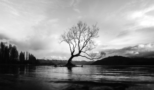grayscale photo of bare tree on calm body of water photo
