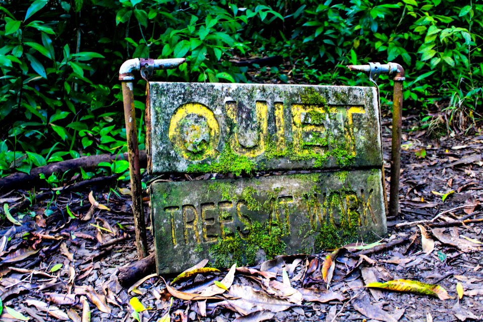 Hana, United states, Jungle