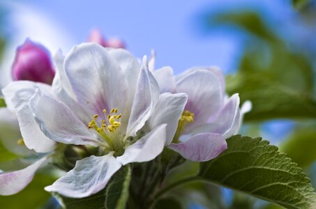 Pink tree apple tree blossom