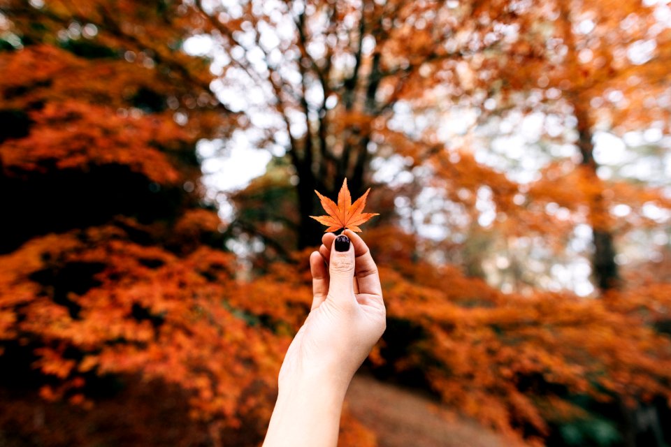 person showing 7-hand leaf in bokeh photography