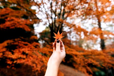 person showing 7-hand leaf in bokeh photography photo