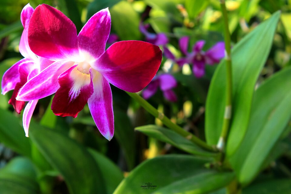 Orchid flowers nature