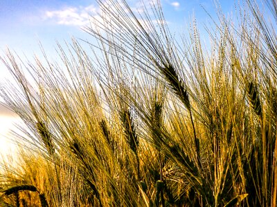 Sowing wheatfield wheat ear