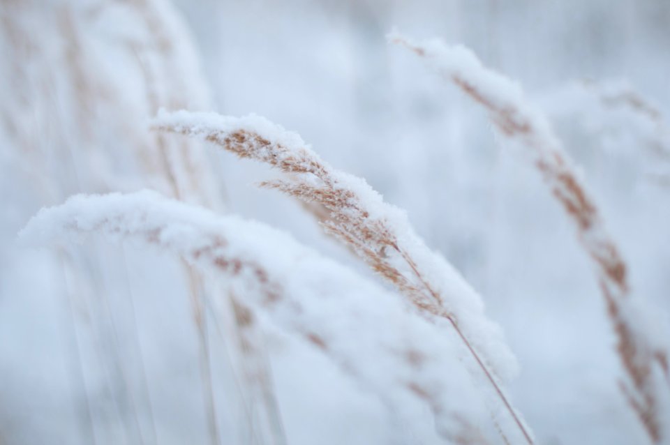 Nature, Lithuania, Lanscape