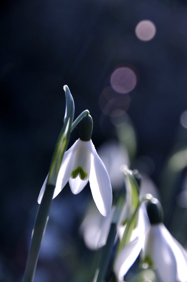 Spring white flowering