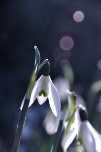 Spring white flowering