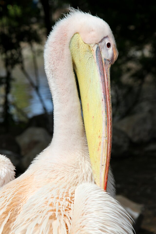 Beak nature animal
