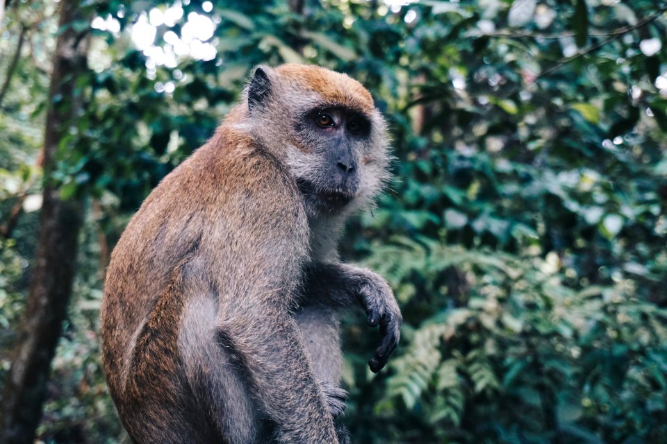 Macritchie reservoir, Singapore, Wild life photo