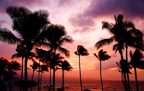 silhouette of coconut trees photo