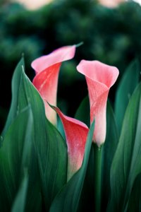 selective focus photography of pink petaled flower photo