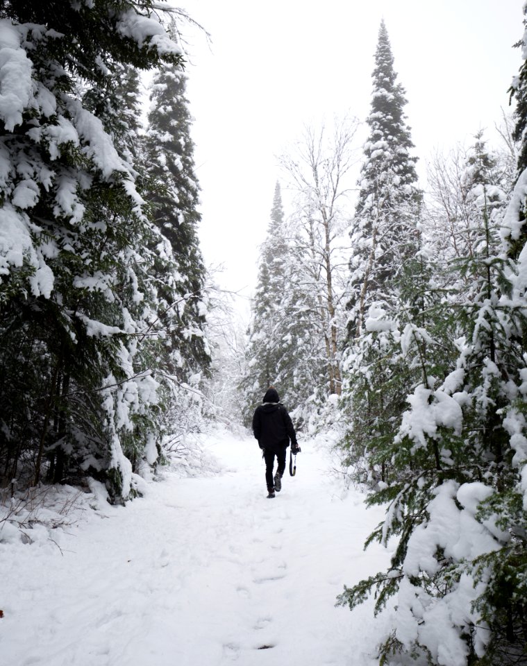 Canada, Nature, Forest