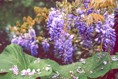 lavender flowers photo