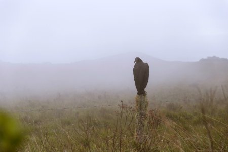 Canion do itaibezinho, Brazil, Mist