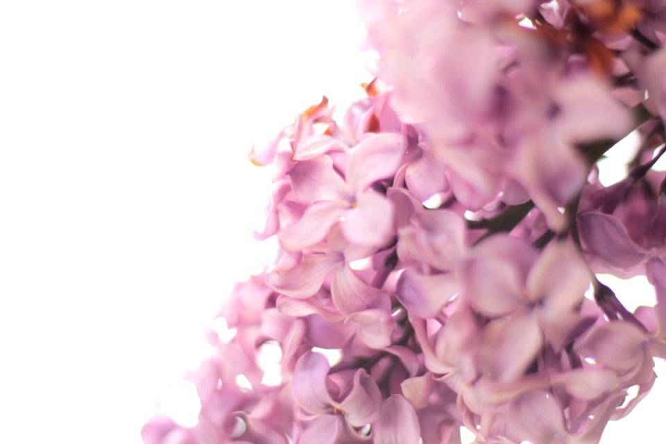 photo of purple flowers