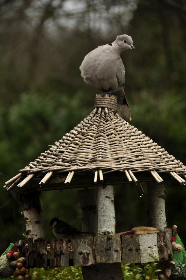 Pigeons animals garden