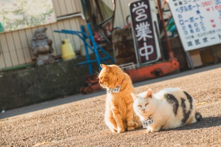 Japan, Hakonemachi, Animal