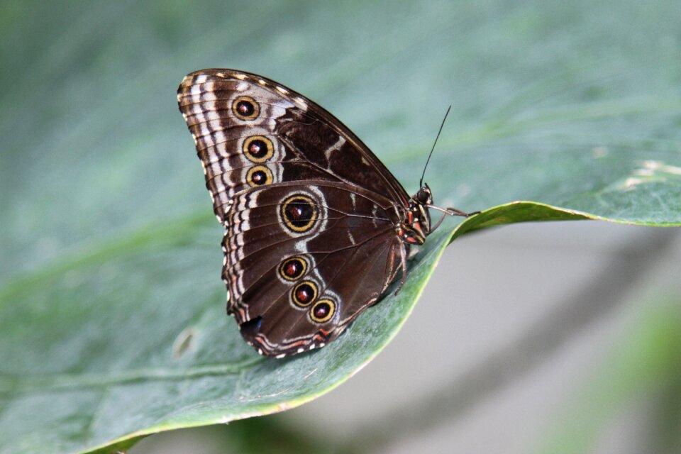 Nature wildlife exotic
