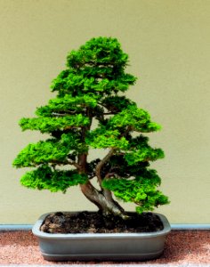 Japanese, Zen, Tree