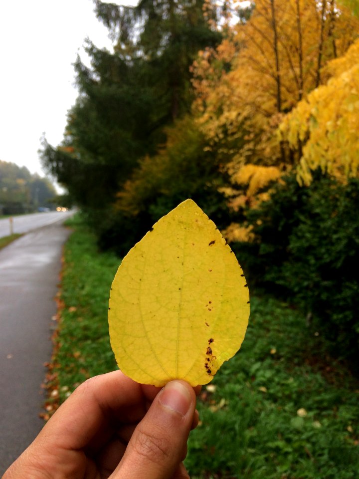 Hrsholm, Denmark, Road